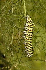 Swallowtail catepillar (Papilio machaon) on fennel in Swiss cottage garden