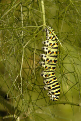 Swallowtail catepillar (Papilio machaon) on fennel in Swiss cottage garden