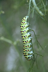 Swallowtail catepillar (Papilio machaon) on fennel in Swiss cottage garden