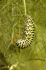 Swallowtail catepillar (Papilio machaon) on fennel in Swiss cottage garden