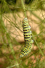 Swallowtail catepillar (Papilio machaon) on fennel in Swiss cottage garden