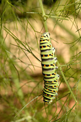 Swallowtail catepillar (Papilio machaon) on fennel in Swiss cottage garden