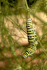 Swallowtail catepillar (Papilio machaon) on fennel in Swiss cottage garden