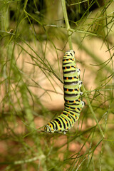 Swallowtail catepillar (Papilio machaon) on fennel in Swiss cottage garden