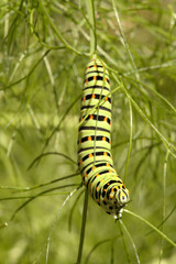 Swallowtail catepillar (Papilio machaon) on fennel in Swiss cottage garden