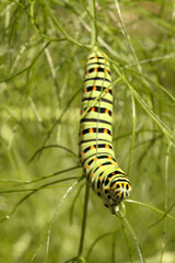 Swallowtail catepillar (Papilio machaon) on fennel in Swiss cottage garden