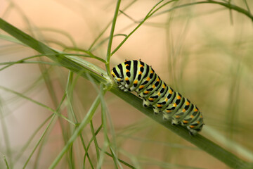 Swallowtail catepillar (Papilio machaon) on fennel in Swiss cottage garden