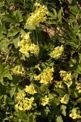 Oxlips (Primula elatior) on bank in Flums, Switzerland