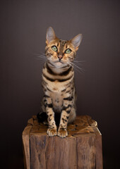 Bengal cat sits upright on a wooden log on dark brown background. The cat's striking coat and...