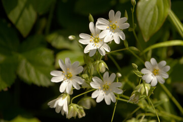 Greater stitchwort (Stellaria holostea) in Somerset hedgerow