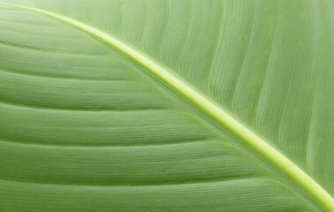 Macro of light green leaf nature background, copy space, pattern, wallpaper. Background for invitation card, calendar, postcard, gift paper. Banner, cover, mockup, for your design horizontal