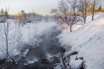 winter in the forest