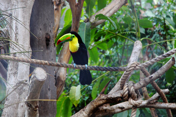 Toucan sits on a rope in the park