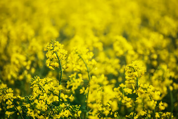 Obraz premium Rapeseed spring flowers