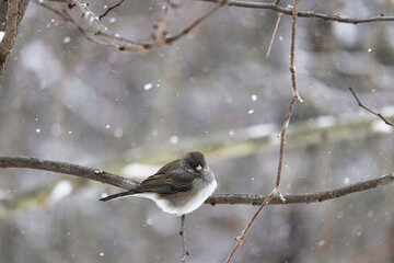 Dark-eyed Junco bird on a branch in winter snow