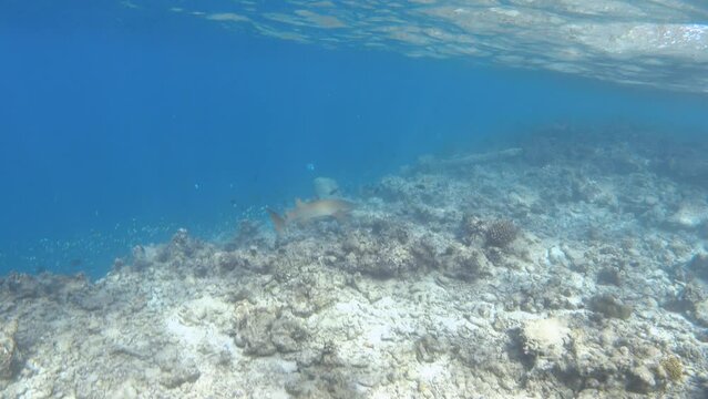 Tawny nurse shark swimming over bleached coral reef