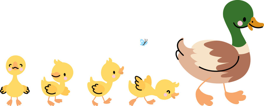 Duck and ducklings isolated concept. Cute duckling walk to mother. Funny family farm birds, little babies and mom. Parenthood nowaday vector scene