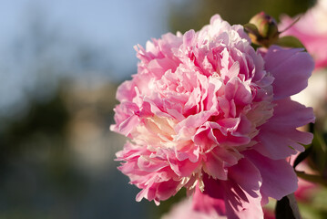 Pink blossom flower named as peony on blurred background. Soft focus.