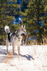 Siberian Husky Hunts Small Animal