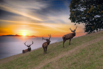 Drei Hirsche am Waldrand bei Sonnenaufgang