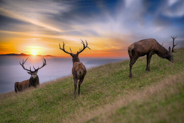 3 Hirsche im Sonnenuntergang