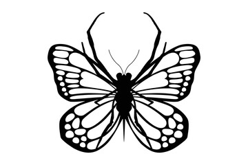 black and white butterfly