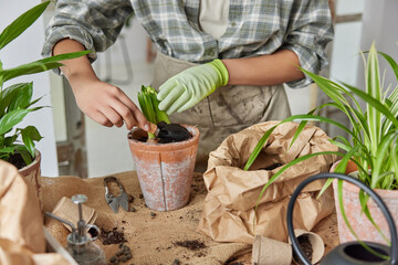 Cropped image of unknown woman transplants plant into new pot pours more soil in ceramic pot uses...