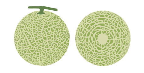 Cantaloupe melon, fruit vector illustration 10