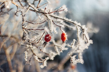 Bright red rosehips in winter sunshine covered with frost
