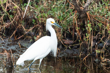 Snowy Egret bird wades in the calm water of the Merritt Island National Wildlife Refuge in Florida