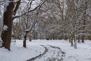 Winter landscape with snow. Beautiful park with trees - Straznice - Czech Republic