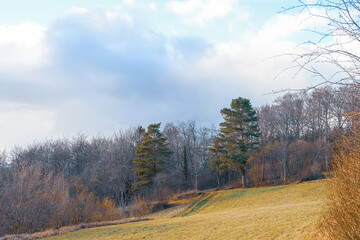 Obraz premium autumn in the forest