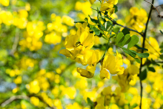 Beautiful yellow shrub, Colutea arborescens or bladder-senna, Mediterranean plant, found in Croatia, Istria