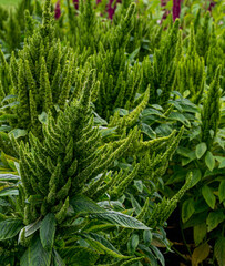 Green species of amaranth in the garden in the village.