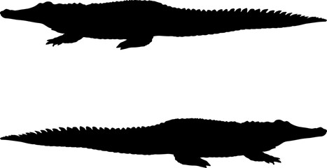 Silhouette of the crocodile on a white background