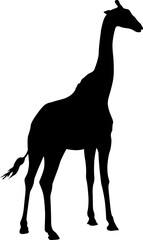 Silhouette of a high African giraffe on a white background