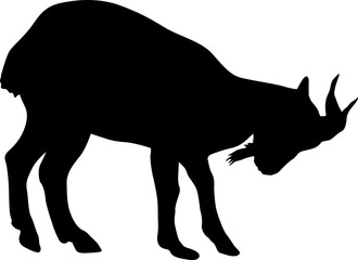 Silhouette goat animal farm on a white background