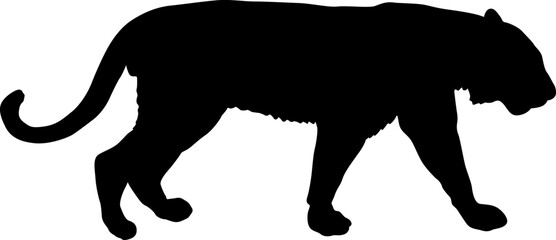 Sketch beautiful tiger on a white background