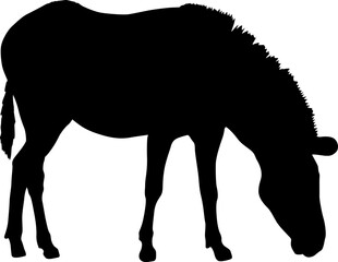 Silhouette african zebra on a white background