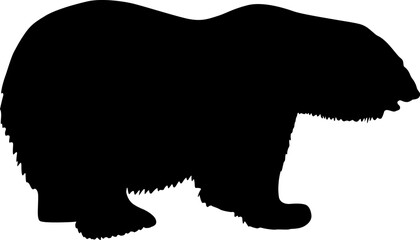Silhouette polar bear on a white background