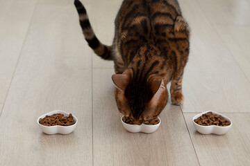 Animal. A beautiful red domestic Bengal cat eats food from three plates in the form of hearts. Valentine's day concept.