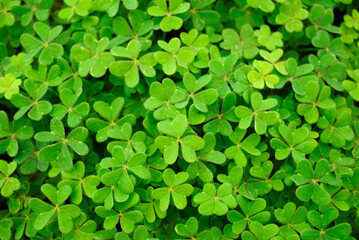 Tréboles en Cabo da Roca, Portugal
