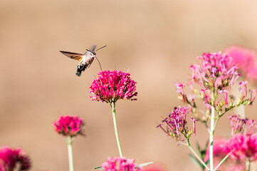 butterfly on a flower
