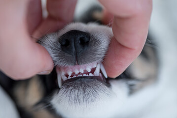 Dental control - puppy 5,5 weeks old -  correct scissor bite  of a small young Jack Russell Terrier...