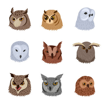 Cartoon owl birds heads. Wild forest owls faces, adorable feathered owls avatars flat vector illustration collection on white background