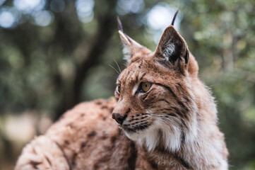 portrait of a lynx