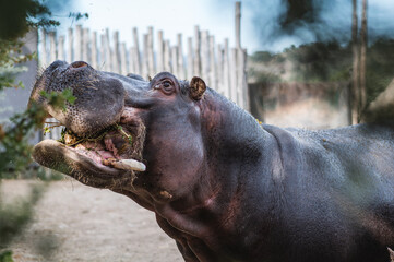 hippopotamus