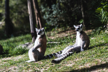 ring lemur