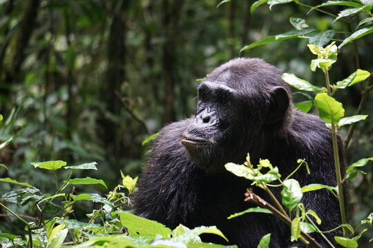 Schimpanse in Uganda, Kibale Forest