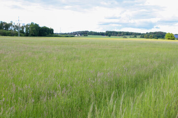 Meadow with wild flowers in the summer, Germany, Europe